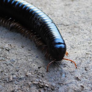 Giant millipede