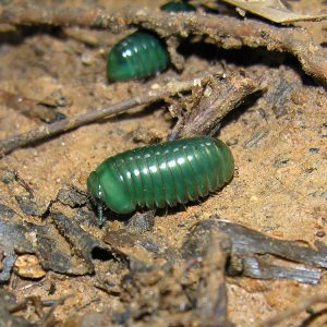 Pill millipedes