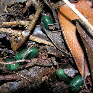 Pill millipedes