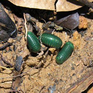 Pill millipedes