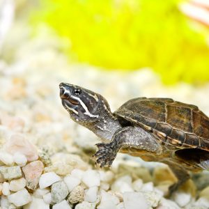 Musk turtle (Sternotherus odoratus)