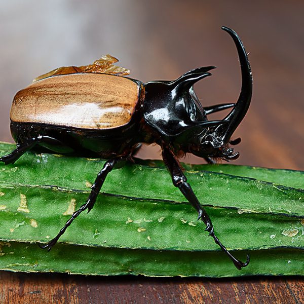 Eupatorus gracilicornis (five horned rhinoceros beetle)