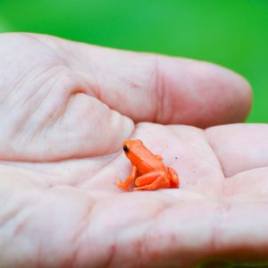 Golden Mantella (Madagascar)