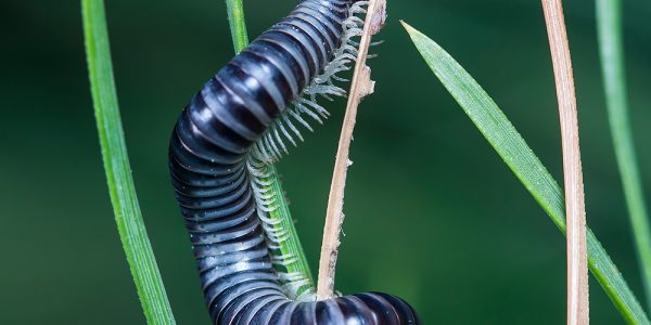 Giant millipede