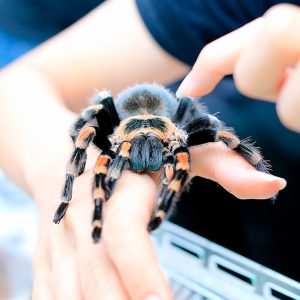 Brachypelma smithi (Mexican redknee tarantula)