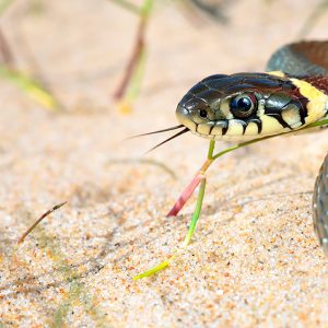 Natrix natrix (grass snake)