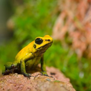 Phyllobates terribilis (Golden Poison Arrow Frog)