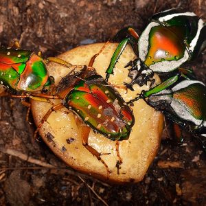 Stephanorrhina guttata (Spotted Flower Beetle)