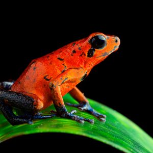 Dendrobates pumilio