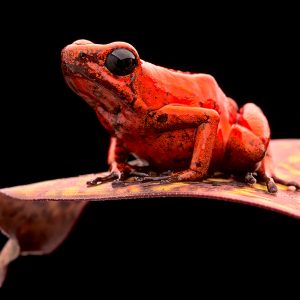 Dendrobates pumilio