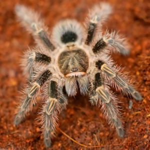 Grammostola-Pulchripes (Chaco Golden Knee Tarantula)