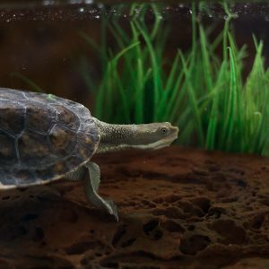 Australian eastern long neck turtle