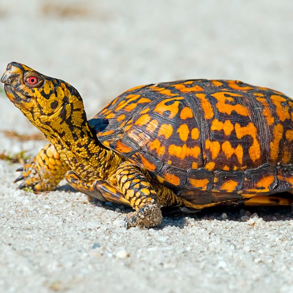 Eastern box turtle (Terrapene carolina)