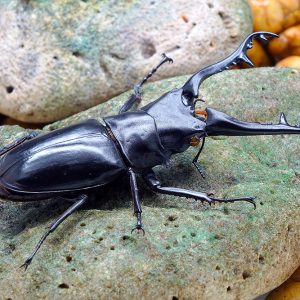 Prosopocoilus giraffa (giraffe stag Beetle) 