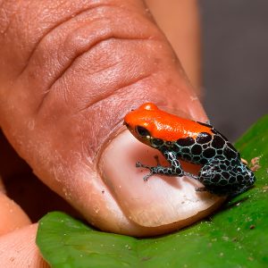 Ranitomeya reticulata (Red-backed poison frog, Peru)