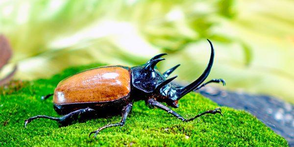 Eupatorus gracilicornis (five horned rhinoceros beetle)
