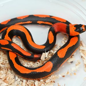 Honduran milk snake (Improprieties triangulum hondurensis)