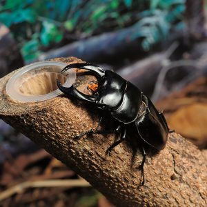 Lucanus cervus (stag beetle)
