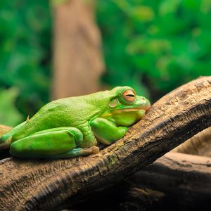 Litoria caerulea (Australian green tree frog)