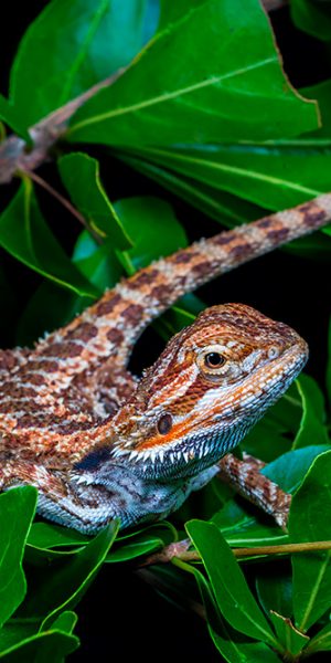 Bearded dragon