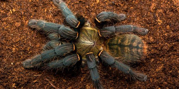 Haplopelma hainanum adult female