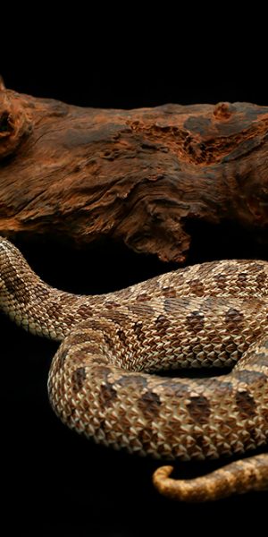 Heterodon nasicus (Western Hognose snake)