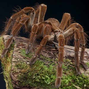 Theraphosa lablondi (Goliath bird-eating spider)