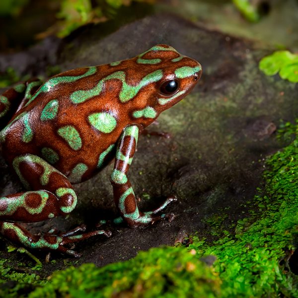 Dendrobates auratus