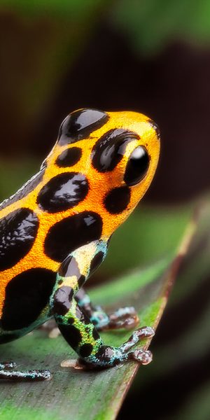 Ranitomeya imitator