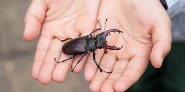 Lucanus cervus (stag beetle)