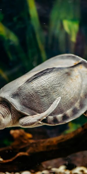 Carettochelys insculpta (pig-nosed turtle)