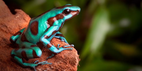 Dendrobates auratus