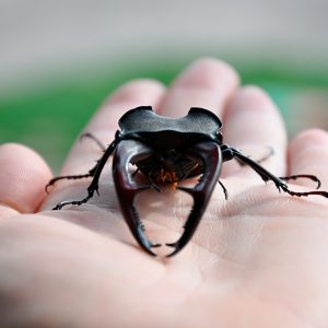 Prosopocoilus giraffa (giraffe stag Beetle) 