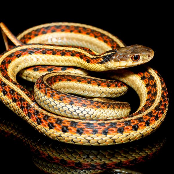 Thamnophis garter snake