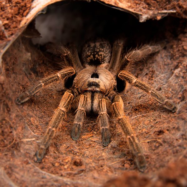 Ceratogyrus sanderi (Birdspider)