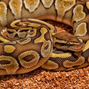 Python regius (royal, or ball python)