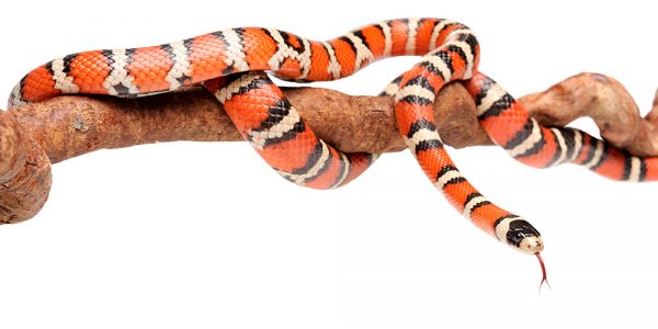 Lampropeltis pyromelana (Arizona mountain king snake)