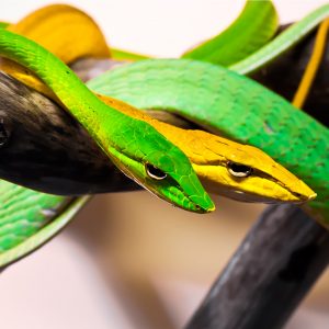 Oxybelis vine snakes