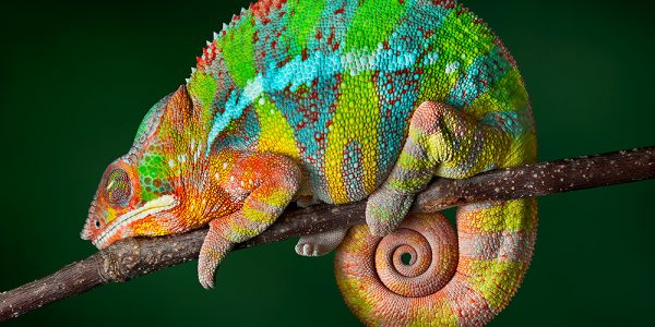 Ambilobe panther chameleon male