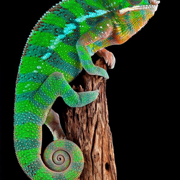 Ambilobe panther chameleon male