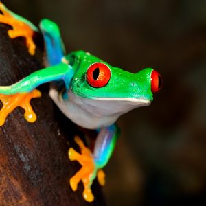 Red-eyed tree frog (Agalychnis callidryas)