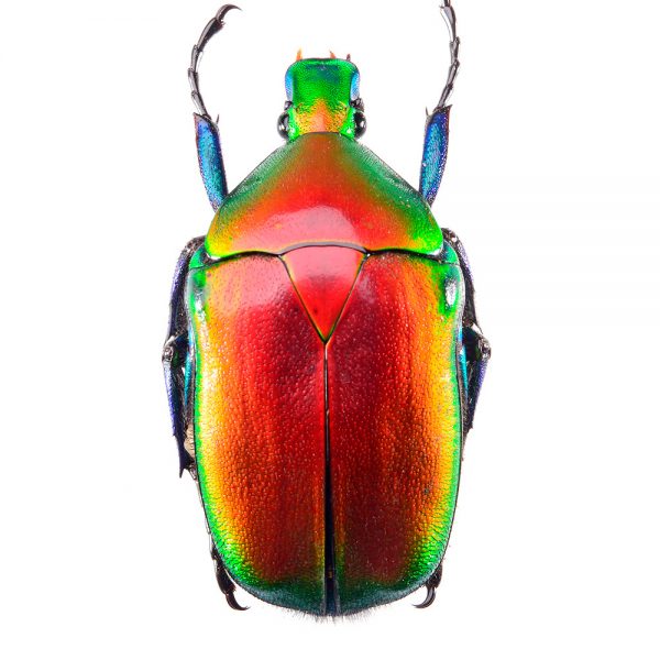 Jewellery beetle (Torynorrhina flammea)