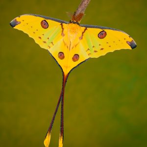 Madagascan Moon Moth (Argema mittrei) 