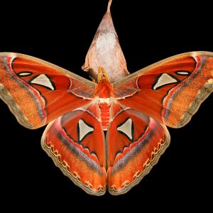 Attacus atlas