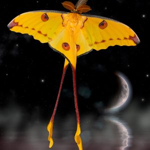 Madagascan Moon Moth (Argema mittrei) 