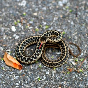 Checkered garter snake