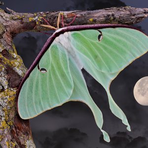Luna moth (Actias luna) 