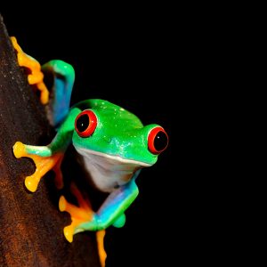 Red-eyed tree frog (Agalychnis callidryas)