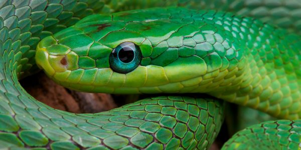 Emerald rat snake (Rhadinophis prasinum)