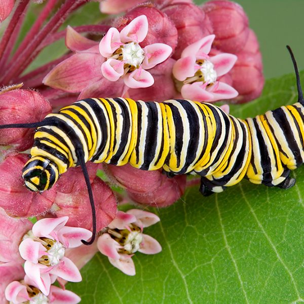 Adult monarch caterpillar